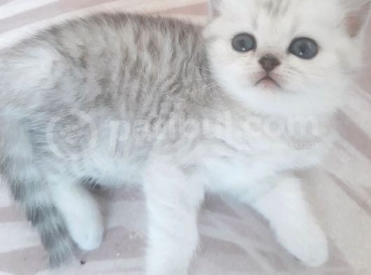Dişi Ve Erkek Yavrularımız Yuvasını Arıyor görsel