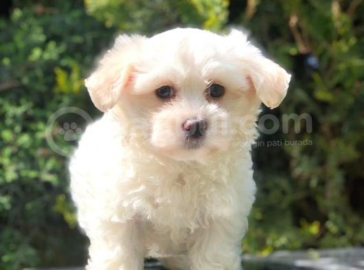 Toy Face Maltipoo Yavrumuz