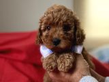 Red Toy Poodle Anne Altindan