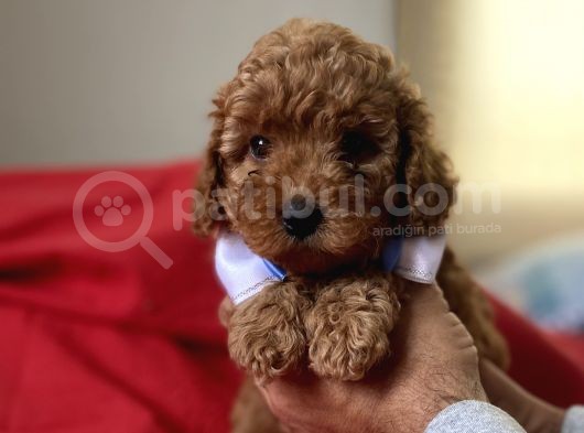 Red Toy Poodle Anne Altindan