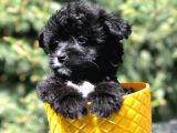 Nadir Renkteki Black Maltipoo Yavrumuz