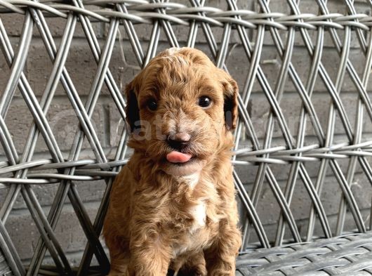 A Kali̇te Safkan Küçük Irk Toy Poodle görsel