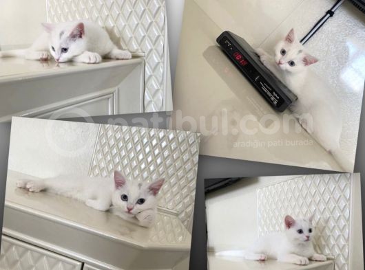 British Shorthair Kedi görsel