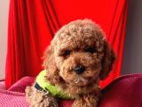 Safkan Toy Poodle Yavrularımız