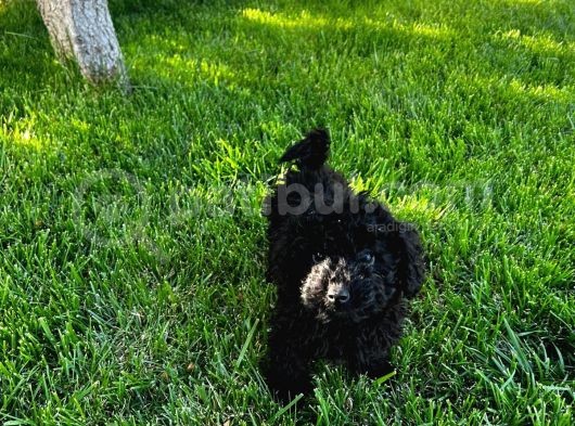 Toy Poodle Yavrular görsel