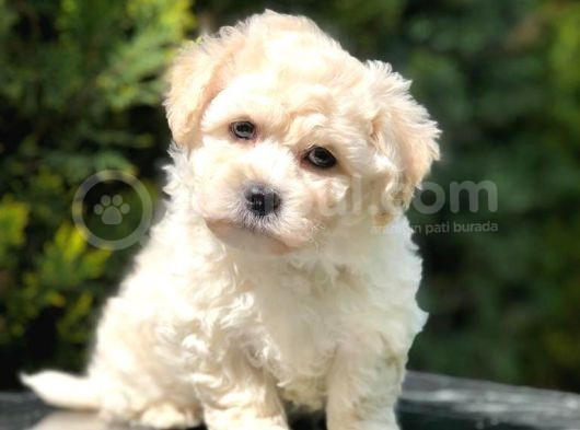 Anne Baba Secereli Maltipoo görsel
