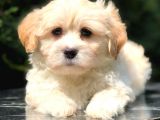 Apricot Renk F2 Maltipoo