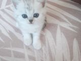 Dişi Ve Erkek Yavrularımız Yuvasını Arıyor