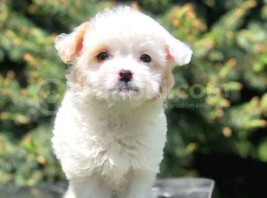 Xs Wc Eğitimli Maltipoo görsel