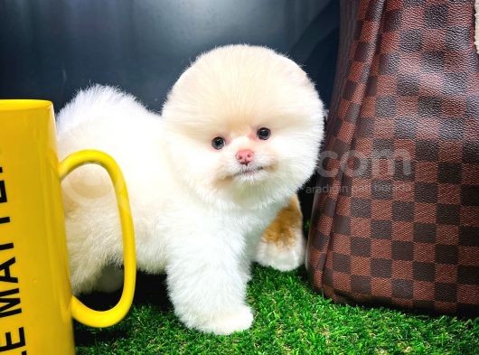Ayı Surat Pomeranian Boo Yavrularımız görsel