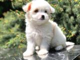 Xs Wc Eğitimli Maltipoo