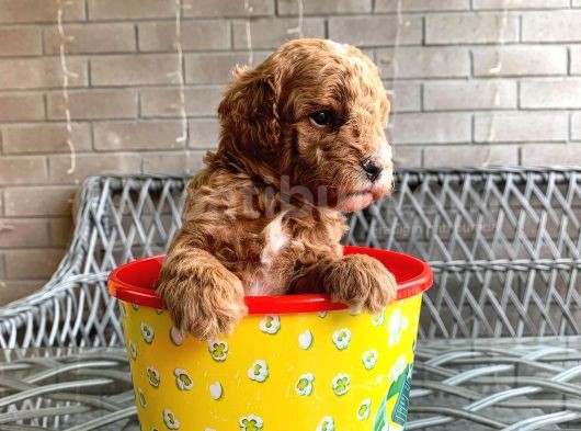 A Kali̇te Safkan Küçük Irk Toy Poodle görsel
