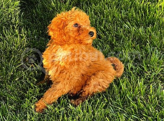 Toy Poodle Yavrular görsel