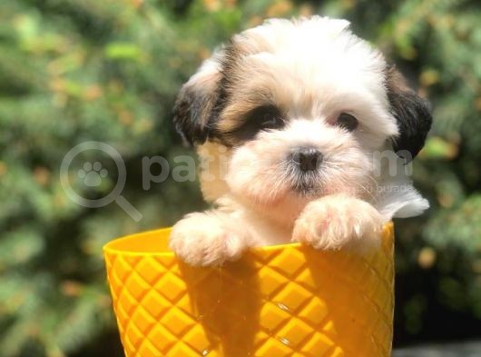 Xs Dizayn Irk Morkie Yavrumuz görsel