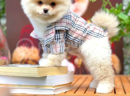 Ayı Surat Pomeranian Boo Yavrularımız