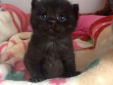 Yavru British Shorthair/Scottish