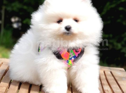 Pomeranian Boo Pasaportlu Karneli Yavrularımız görsel
