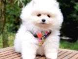 Pomeranian Boo Pasaportlu Karneli Yavrularımız