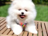 Pomeranian Boo Pasaportlu Karneli Yavrularımız