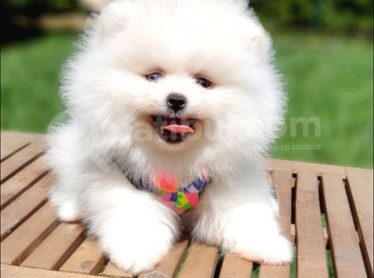 Pomeranian Boo Pasaportlu Karneli Yavrularımız görsel