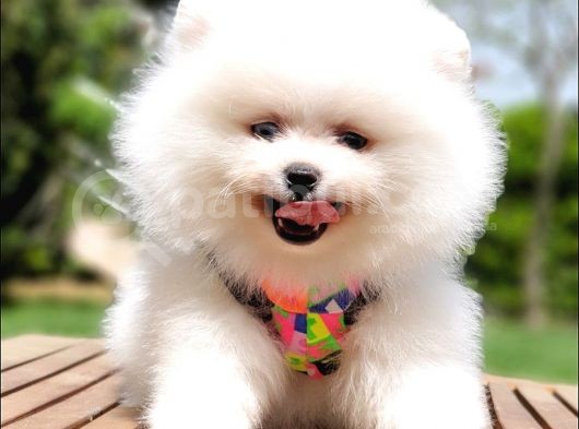 Pomeranian Boo Pasaportlu Karneli Yavrularımız görsel