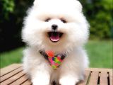 Pomeranian Boo Pasaportlu Karneli Yavrularımız