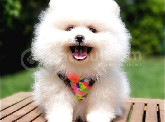 Pomeranian Boo Pasaportlu Karneli Yavrularımız görsel