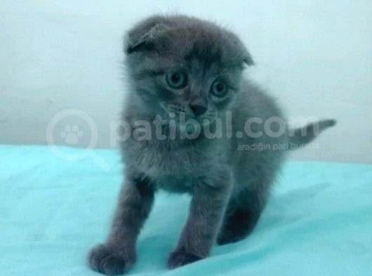 Mavi Rus - Scottish Fold Süper Irk Yavrular