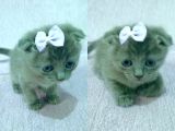 Mavi Rus - Scottish Fold Süper Irk Yavrular
