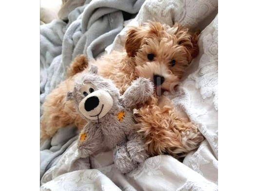 Efsane Anotomiye Sahip Maltipoo Bebekler