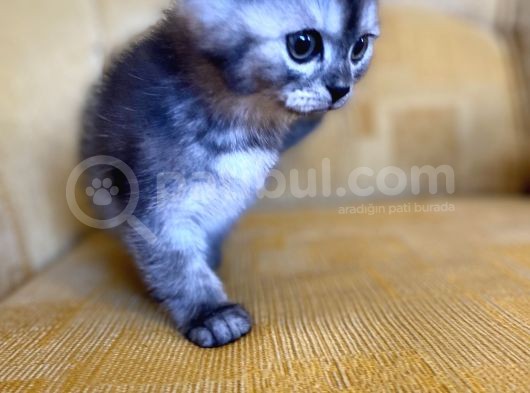 Golden Scottish Fold Yavrular görsel