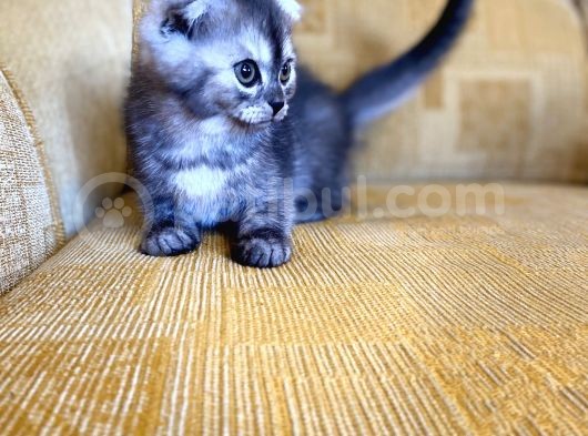 Golden Scottish Fold Yavrular görsel
