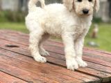 Standart Boy Poodle Yavrularimiz Irk Garantili