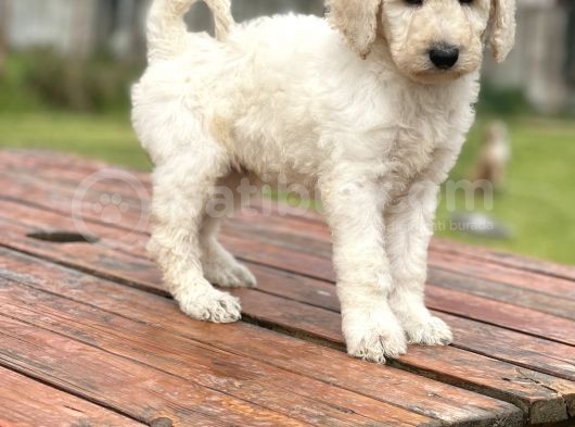 Standart Boy Poodle Yavrularimiz Irk Garantili görsel