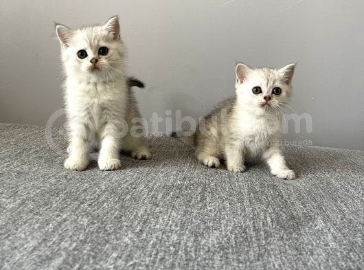 British Shorthair Silver Tabby Dişi Ve Erkek Bebekler görsel