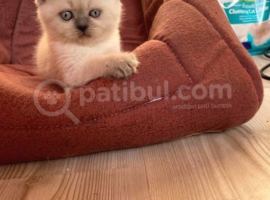 Blue Point Dişi Ve Blue Erkek Kardeşler görsel