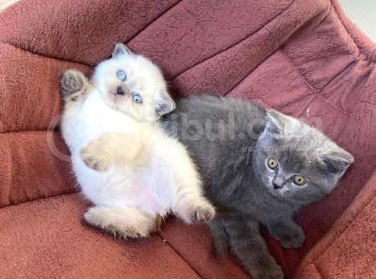 Blue Point Dişi Ve Blue Erkek Kardeşler