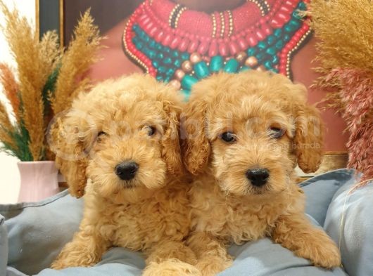 Toypoodle Erkek Dişi Mini Yavrularımız görsel