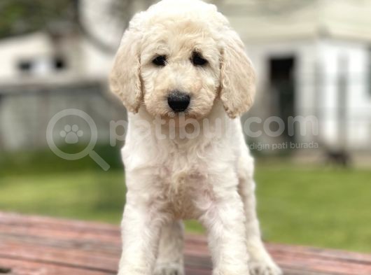 Standart Boy Poodle Yavrularimiz Irk Garantili