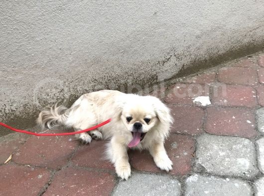 3 Aylık Yavru Pekinez