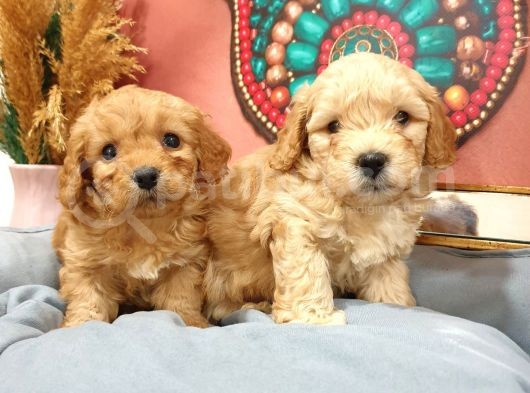 Maltipoo Dünyalar Tatlısı Dişi Yavrularımız görsel