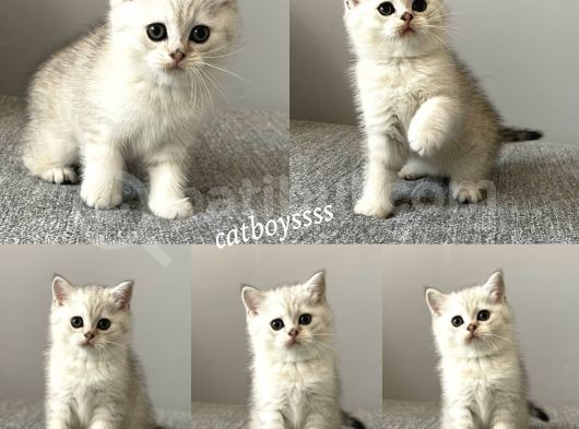British Shorthair Silver Tabby Dişi Ve Erkek Bebekler görsel