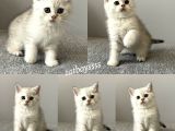 Silver Tabby British Shorthair Dişi Ve Erkek Yavrular