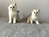 Silver Tabby British Shorthair Dişi Ve Erkek Yavrular