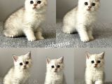 British Shorthair Silver Tabby Dişi Ve Erkek Bebekler