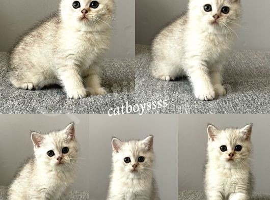 British Shorthair Silver Tabby Dişi Ve Erkek Bebekler