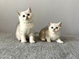 British Shorthair Silver Tabby Dişi Ve Erkek Bebekler