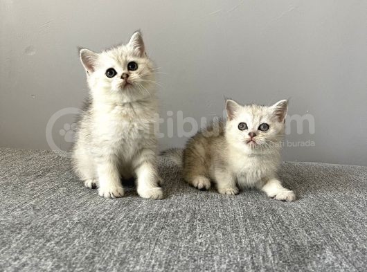 British Shorthair Silver Tabby Dişi Ve Erkek Bebekler görsel