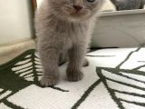 Anne Altindan Oyuncu Yavrularimiz !