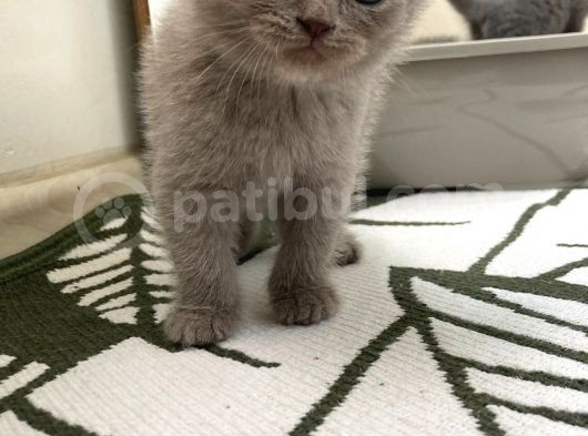Anne Altindan Oyuncu Yavrularimiz ! görsel